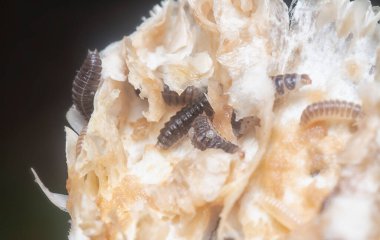 Mycetophagus punctatus kurtçukları yenilebilir çürük termitomyce mantarlarıyla besleniyor..