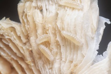 Mycetophagus punctatus kurtçukları yenilebilir çürük termitomyce mantarlarıyla besleniyor..