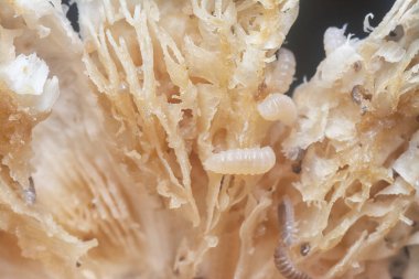 Mycetophagus punctatus kurtçukları yenilebilir çürük termitomyce mantarlarıyla besleniyor..