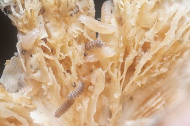 Mycetophagus punctatus kurtçukları yenilebilir çürük termitomyce mantarlarıyla besleniyor..