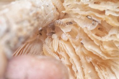 Mycetophagus punctatus kurtçukları yenilebilir çürük termitomyce mantarlarıyla besleniyor..