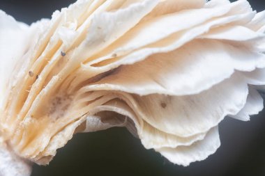 Mycetophagus punctatus kurtçukları yenilebilir çürük termitomyce mantarlarıyla besleniyor..