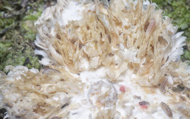 Mycetophagus punctatus kurtçukları yenilebilir çürük termitomyce mantarlarıyla besleniyor..