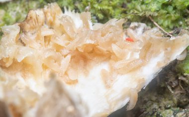 Mycetophagus punctatus kurtçukları yenilebilir çürük termitomyce mantarlarıyla besleniyor..