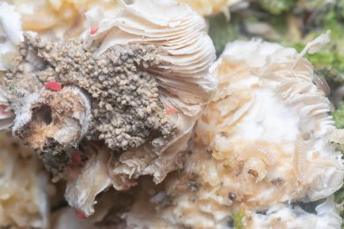 Mycetophagus punctatus kurtçukları yenilebilir çürük termitomyce mantarlarıyla besleniyor..