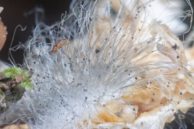 Mycetophagus punctatus kurtçukları yenilebilir çürük termitomyce mantarlarıyla besleniyor..