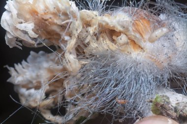 Mycetophagus punctatus kurtçukları yenilebilir çürük termitomyce mantarlarıyla besleniyor..