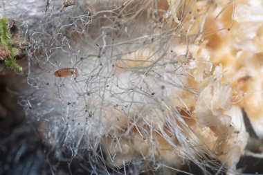 Mycetophagus punctatus kurtçukları yenilebilir çürük termitomyce mantarlarıyla besleniyor..