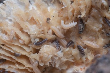 Mycetophagus punctatus kurtçukları yenilebilir çürük termitomyce mantarlarıyla besleniyor..