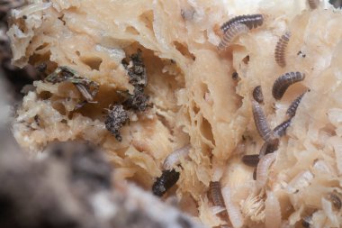 Mycetophagus punctatus kurtçukları yenilebilir çürük termitomyce mantarlarıyla besleniyor..