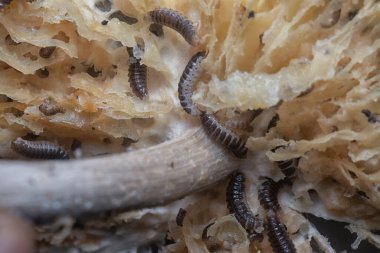 Mycetophagus punctatus kurtçukları yenilebilir çürük termitomyce mantarlarıyla besleniyor..