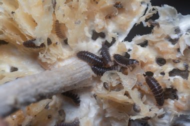 Mycetophagus punctatus kurtçukları yenilebilir çürük termitomyce mantarlarıyla besleniyor..
