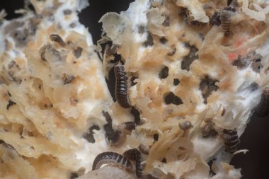 Mycetophagus punctatus kurtçukları yenilebilir çürük termitomyce mantarlarıyla besleniyor..