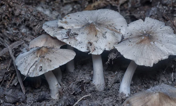 Edible Termitomyces Fuliginosus Heim Прорастает Почвы — стоковое фото