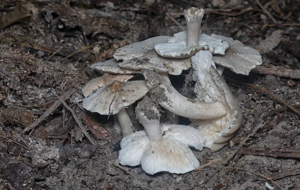 Eetbare Termitomyces Fuliginosus Heim Uit Bodem — Stockfoto