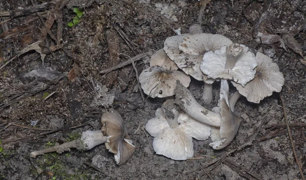 Eetbare Termitomyces Fuliginosus Heim Uit Bodem — Stockfoto