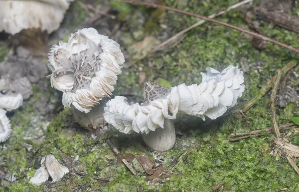 Ehető Termitomyces Fuliginosus Heim Csírázás Talajból — Stock Fotó