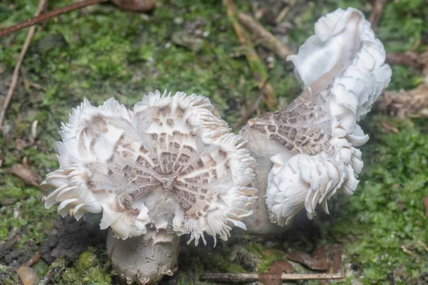 Edible Termitomyces Fuliginosus Heim Прорастает Почвы — стоковое фото