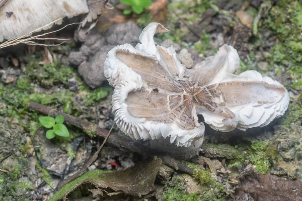 Essbare Termitomyces Fuliginosus Heim Sprießen Aus Dem Boden — Stockfoto