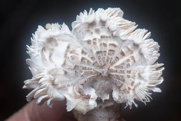 Edible Termitomyces Fuliginosus Heim Sprouting Soil — Stock Photo, Image