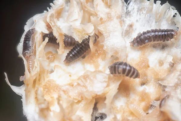 Mycetophagus Punctatus Červi Krmení Jedlou Shnilou Čepicí Termitomyces Houby — Stock fotografie