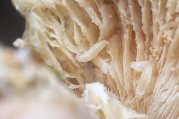 Mycetophagus Punctatus Kurtçukları Yenilebilir Çürük Termitomyce Mantarlarıyla Besleniyor — Stok fotoğraf