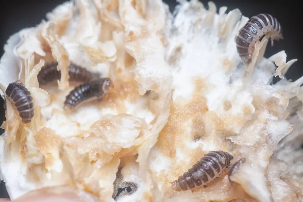 Larvas Mycetophagus Punctatus Alimentando Cogumelo Termitomyces Gorro Comestível — Fotografia de Stock