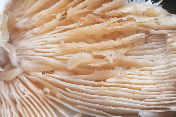 Mycetophagus punctatus maggots feeding on the edible rotten cap termitomyces mushroom.