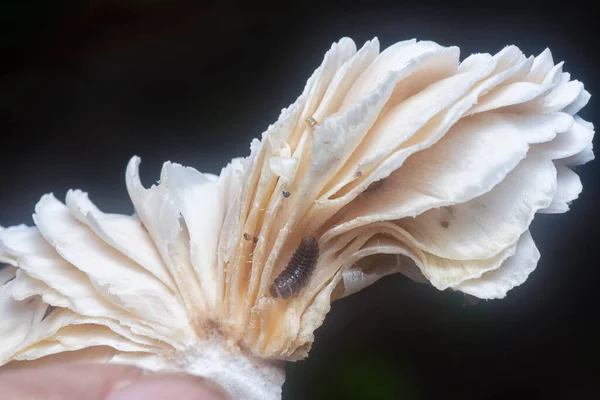 Larvas Mycetophagus Punctatus Alimentando Cogumelo Termitomyces Gorro Comestível — Fotografia de Stock