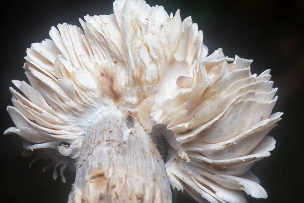 Mycetophagus Punctatus Férgek Táplálkoznak Ehető Rothadó Kupak Termitomyces Gomba — Stock Fotó