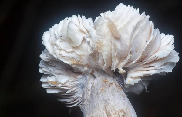 Mycetophagus Punctatus Férgek Táplálkoznak Ehető Rothadó Kupak Termitomyces Gomba — Stock Fotó