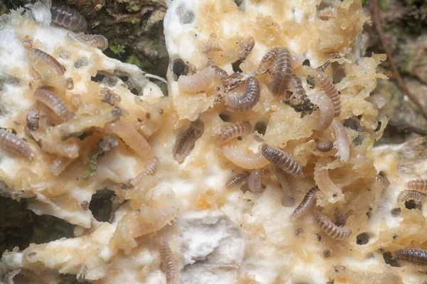 Larvas Mycetophagus Punctatus Alimentando Cogumelo Termitomyces Gorro Comestível — Fotografia de Stock