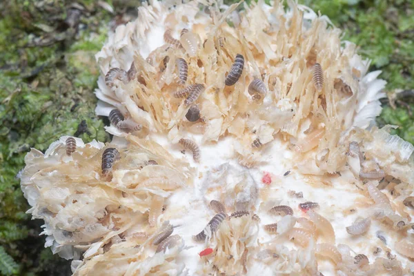 Mycetophagus Punctatus Kurtçukları Yenilebilir Çürük Termitomyce Mantarlarıyla Besleniyor — Stok fotoğraf