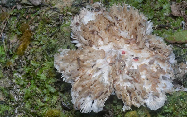 Mycetophagus Punctatus Larwy Żywiące Się Jadalną Zgniłą Czapką Termitomyces Grzyb — Zdjęcie stockowe