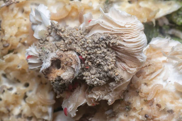 Mycetophagus punctatus maggots feeding on the edible rotten cap termitomyces mushroom.