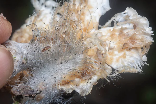 Mycetophagus Punctatus Maggots Feeding Edible Rotten Cap Termitomyces Mushroom — Stock Photo, Image