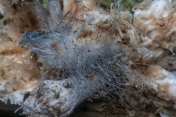 수있는 주머니쥐 먹이를 구더기 — 스톡 사진