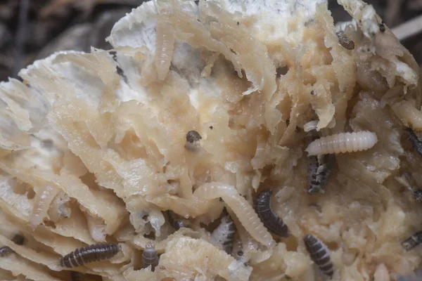 Mycetophagus Punctatus Σκουλήκια Που Τρέφονται Βρώσιμο Σάπιο Καπάκι Termitomyces Μανιτάρι — Φωτογραφία Αρχείου