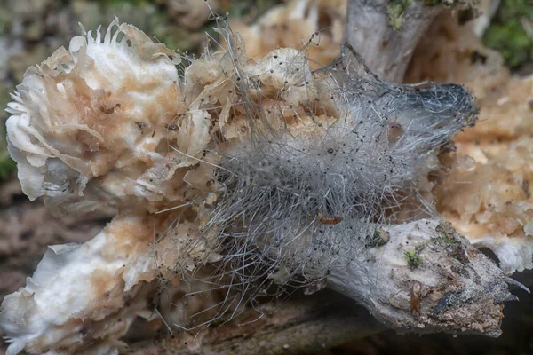 Mycetophagus Punctatus Maggots Feeding Edible Rotten Cap Termitomyces Mushroom — Stock Photo, Image