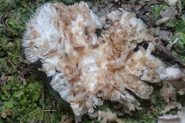 Mycetophagus Punctatus Maggots Feeding Edible Rotten Cap Termitomyces Mushroom — Stock Photo, Image