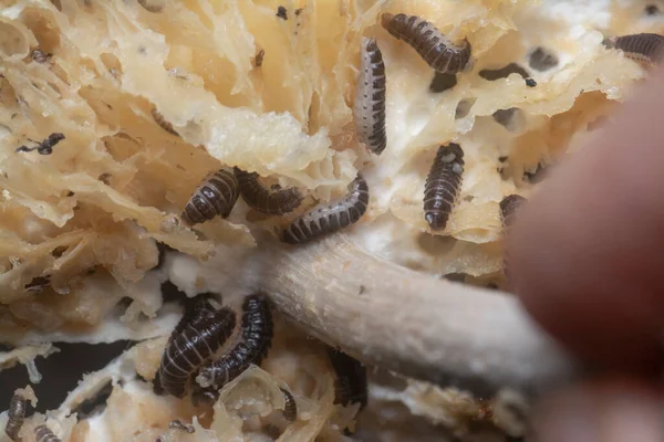 Mycetophagus Punctatus Σκουλήκια Που Τρέφονται Βρώσιμο Σάπιο Καπάκι Termitomyces Μανιτάρι — Φωτογραφία Αρχείου
