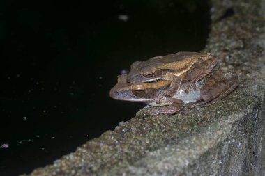Birbirine yapışmış iki çalı kurbağası..