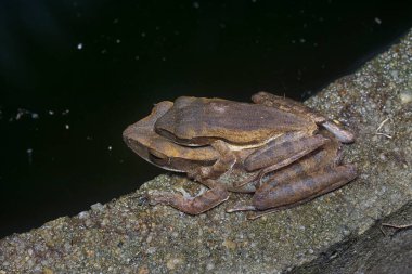 Birbirine yapışmış iki çalı kurbağası..