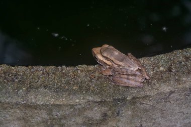 Birbirine yapışmış iki çalı kurbağası..