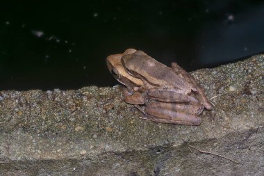Birbirine yapışmış iki çalı kurbağası..