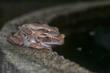 Birbirine yapışmış iki çalı kurbağası..