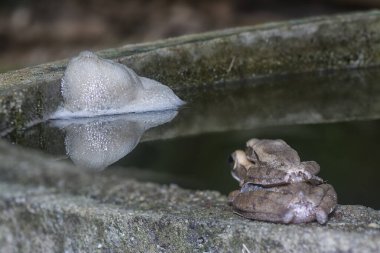 Birbirine yapışmış iki çalı kurbağası..