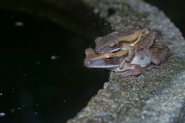 两只常见的树蛙紧紧地抱在一起 — 图库照片