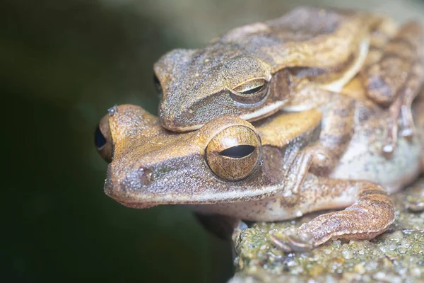 Dvě Obyčejné Křovinaté Žáby Přilnavé Sobě — Stock fotografie