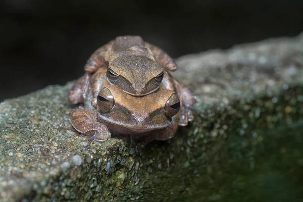 Dvě Obyčejné Křovinaté Žáby Přilnavé Sobě — Stock fotografie